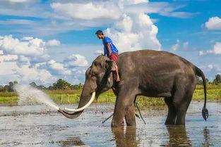 娱乐吃瓜君大象,大象背后的故事与真相