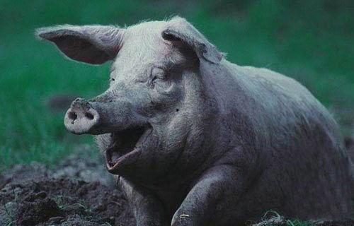 娱乐吃瓜酱猪,揭秘娱乐圈背后的那些事儿